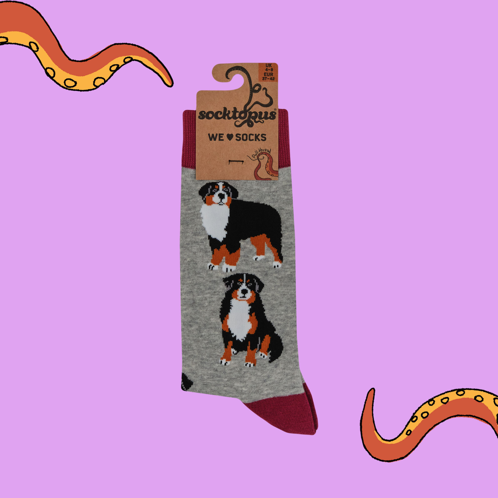 Bernese Mountain Dog Socks - Feel The Bern