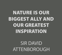 David Attenborough Socks