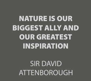 David Attenborough Socks