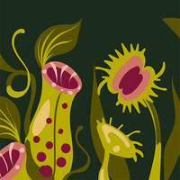 Pitcher Plant Socks